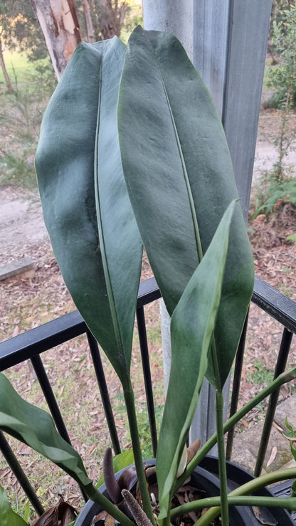 Anthurium coriaceum - Giant Paddle Leaf