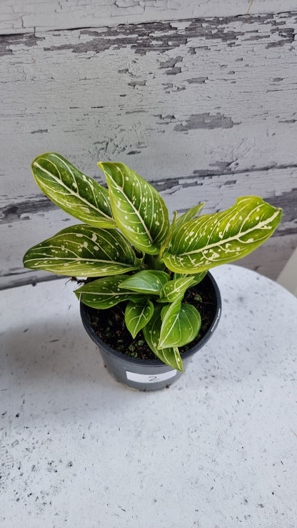 Aglaonema commutatum 'Tom's Pride'