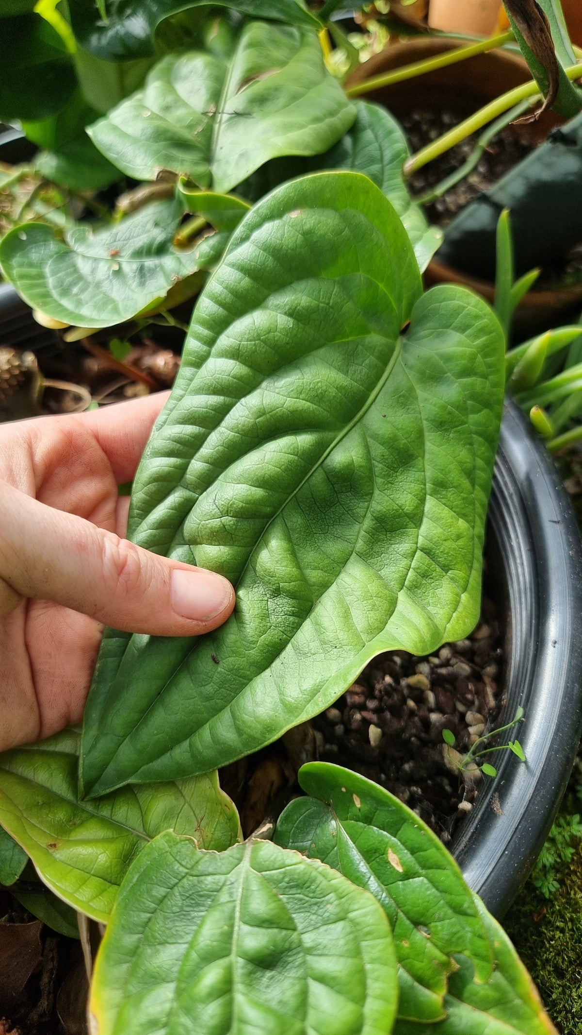 Anthurium radicans