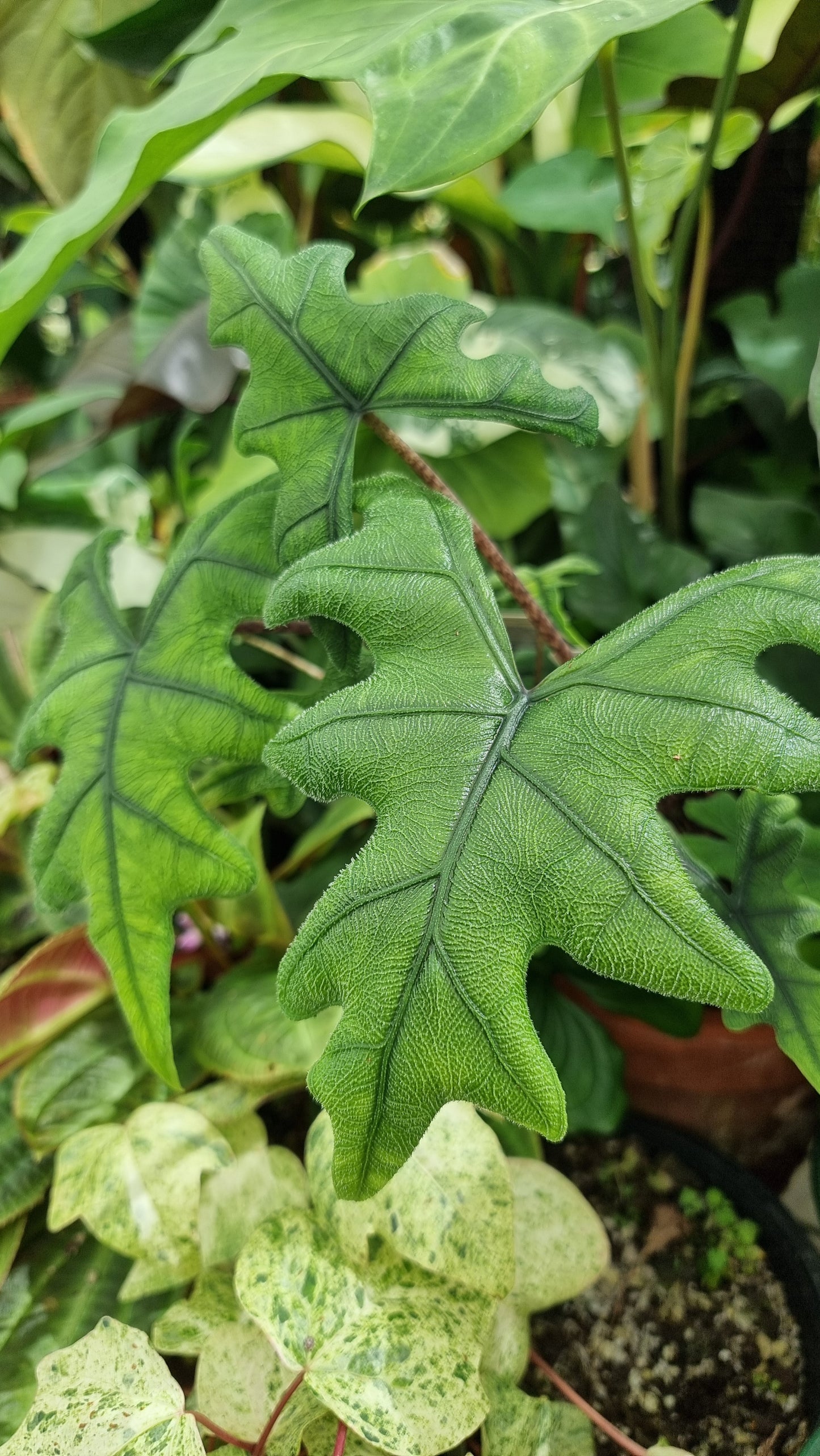 Alocasia 'Jacklyn' (likely Alocasia tandurusa)