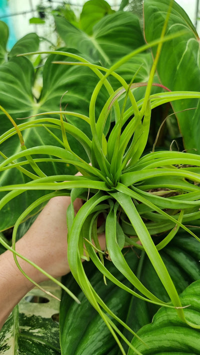Tillandsia brachycaulos - Air Plant Root'd Plants 