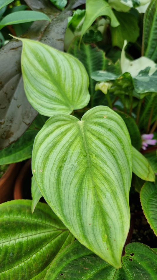 Philodendron sp. 'pastazanum silver'