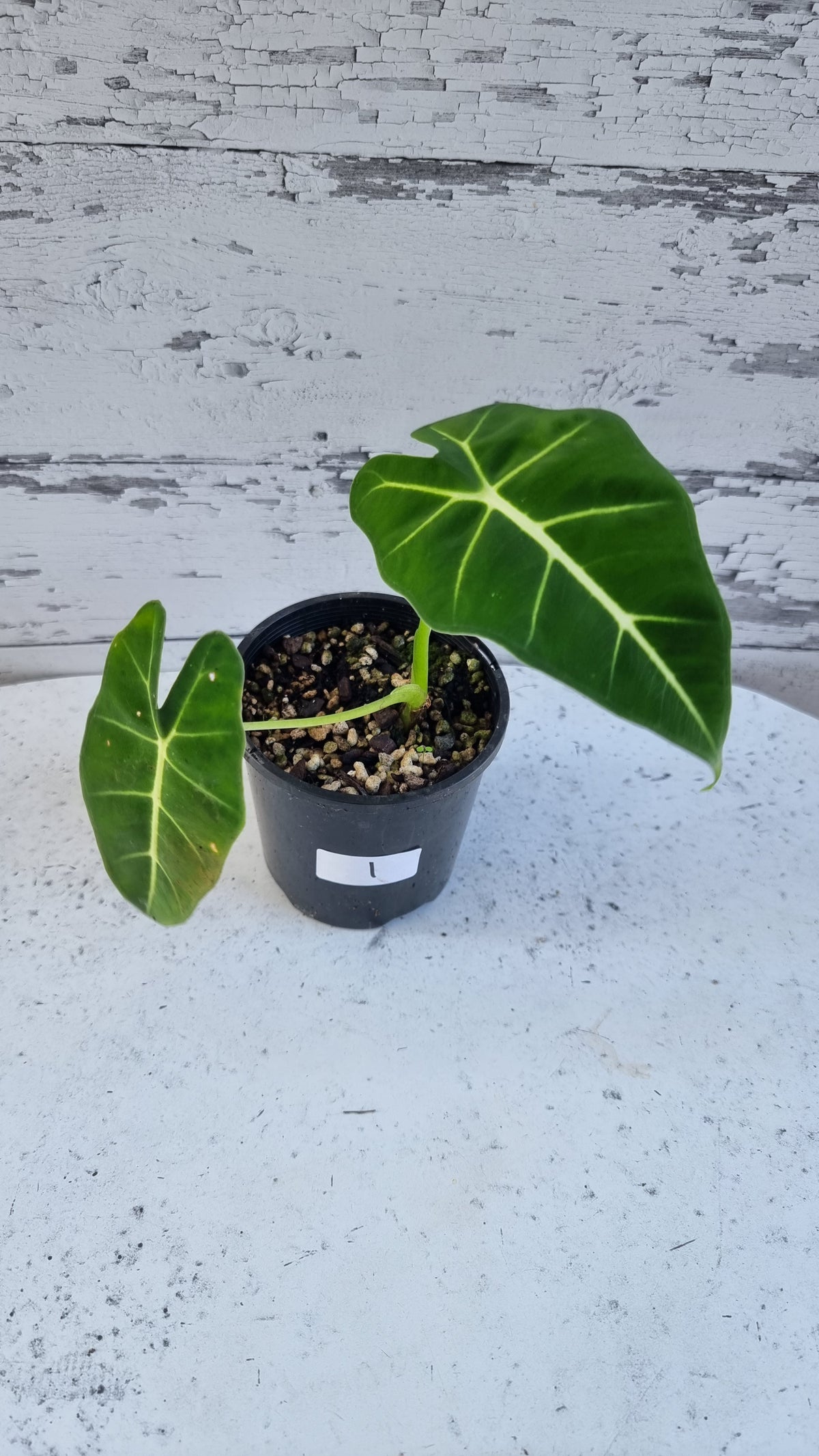 Alocasia micholitziana - Green Velvet