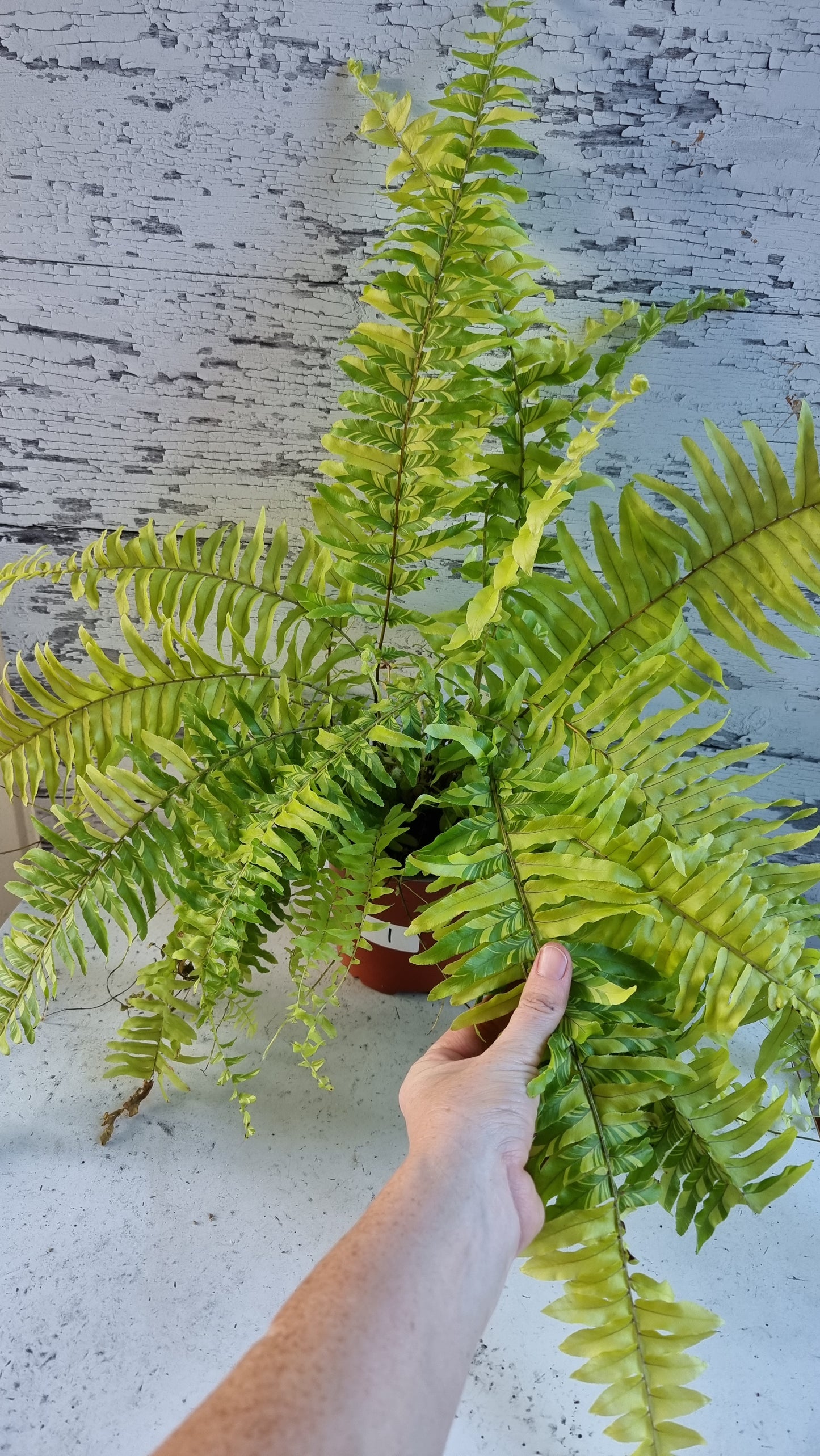 Nephrolepis exaltata bostoniensis variegata - Tiger Boston Fern
