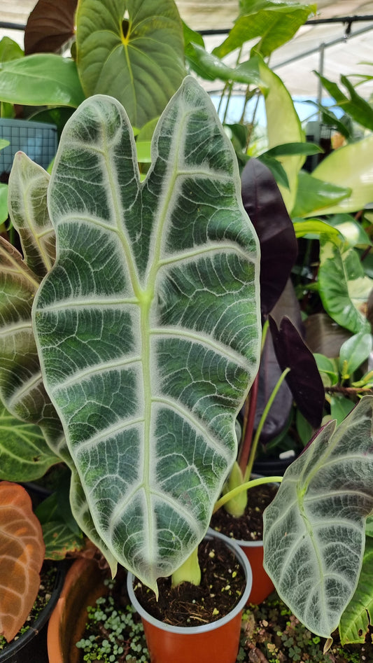Alocasia longiloba var. Watsoniana - Elephant Ear Plant