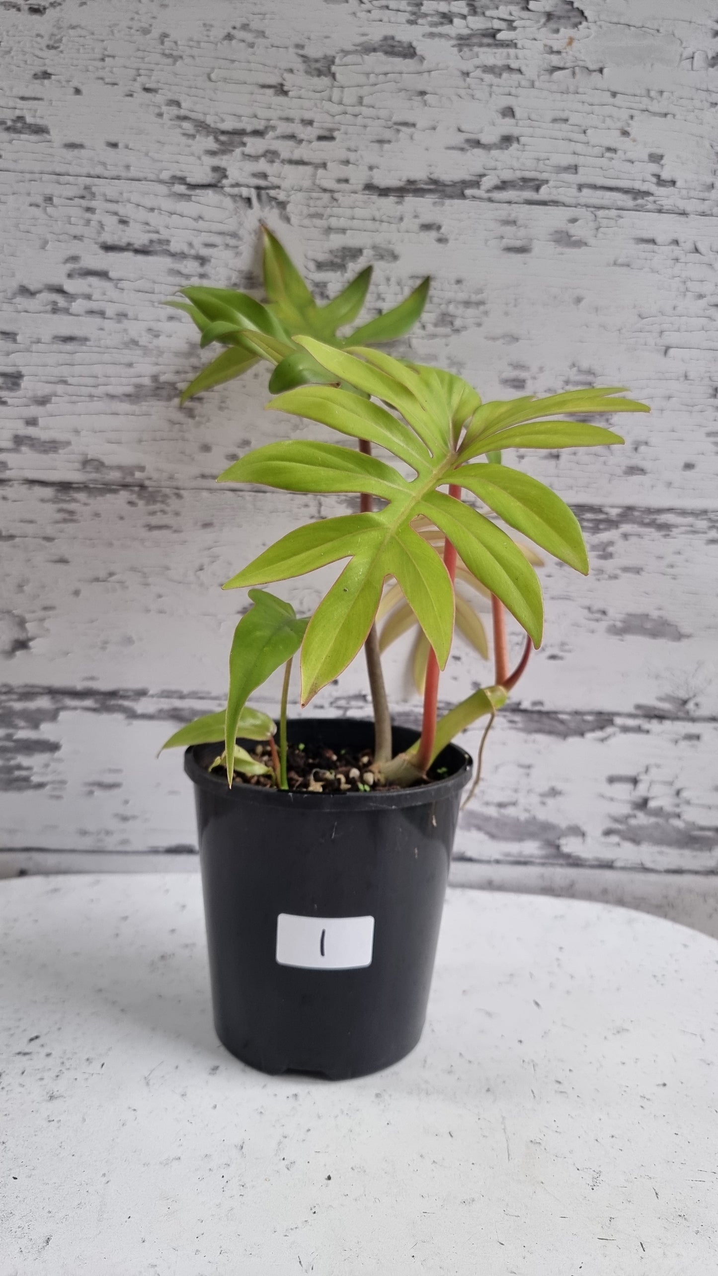 Philodendron mayoi 'Tahiti'