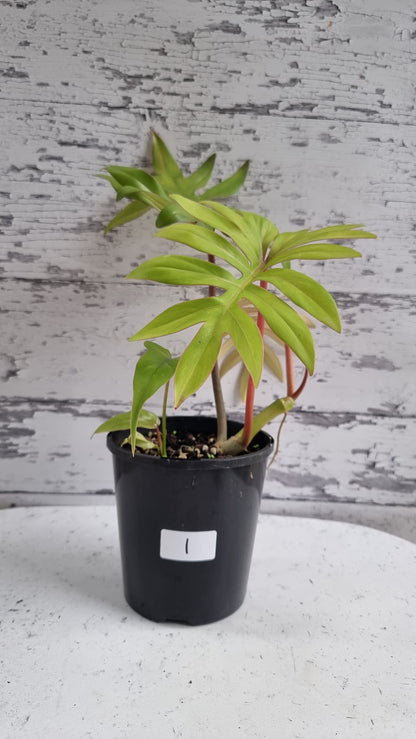 Philodendron mayoi 'Tahiti'