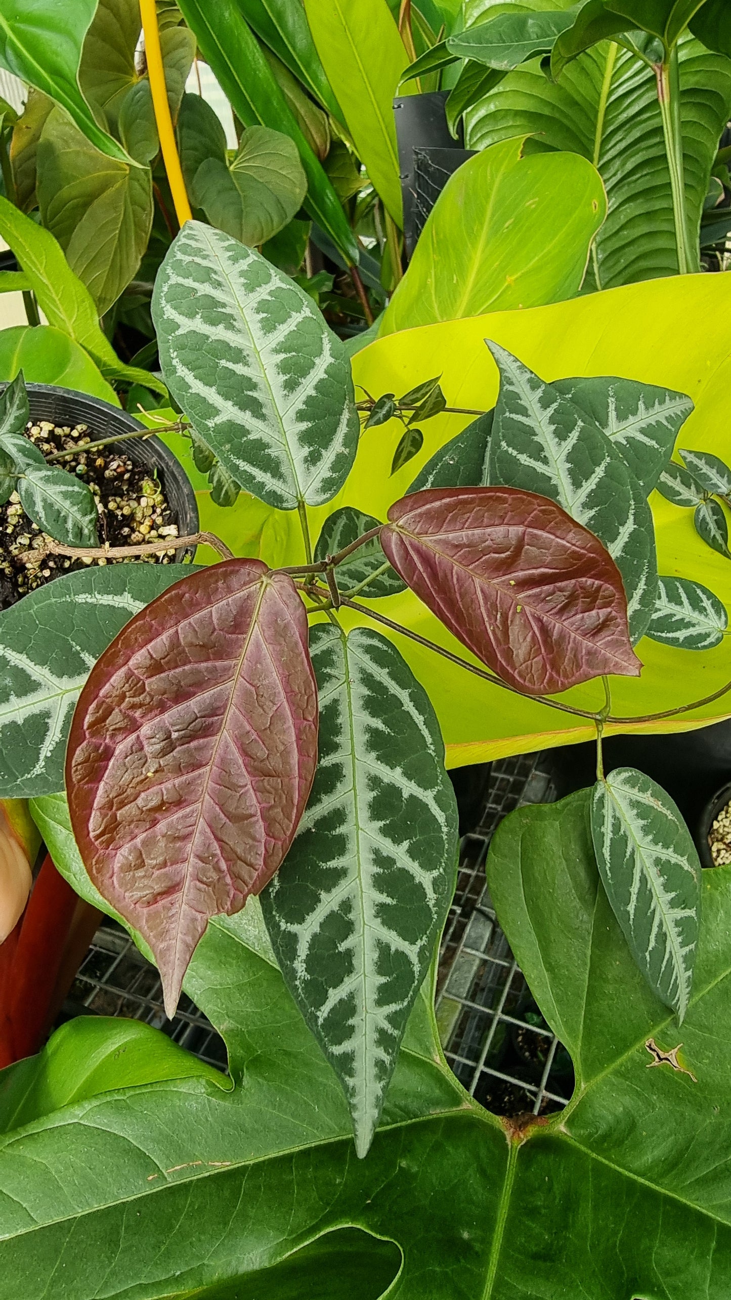 Bignonia argyro violacea - Crossvine
