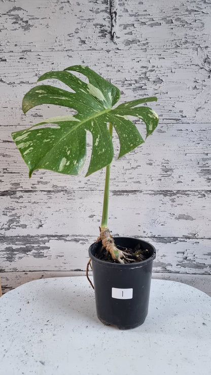 龜背竹美味'泰國星座-雜色水果沙拉植物