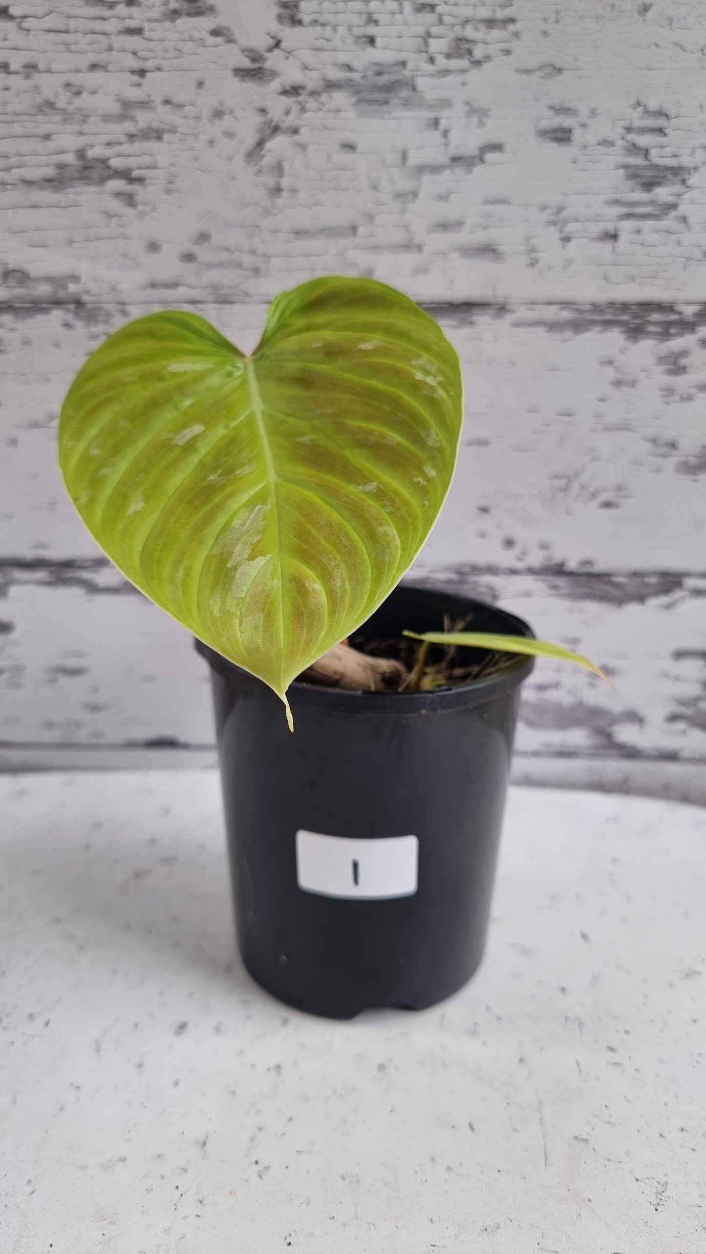 Philodendron verrucosum x sodiroi 'Majestic' - Climbing Aroid