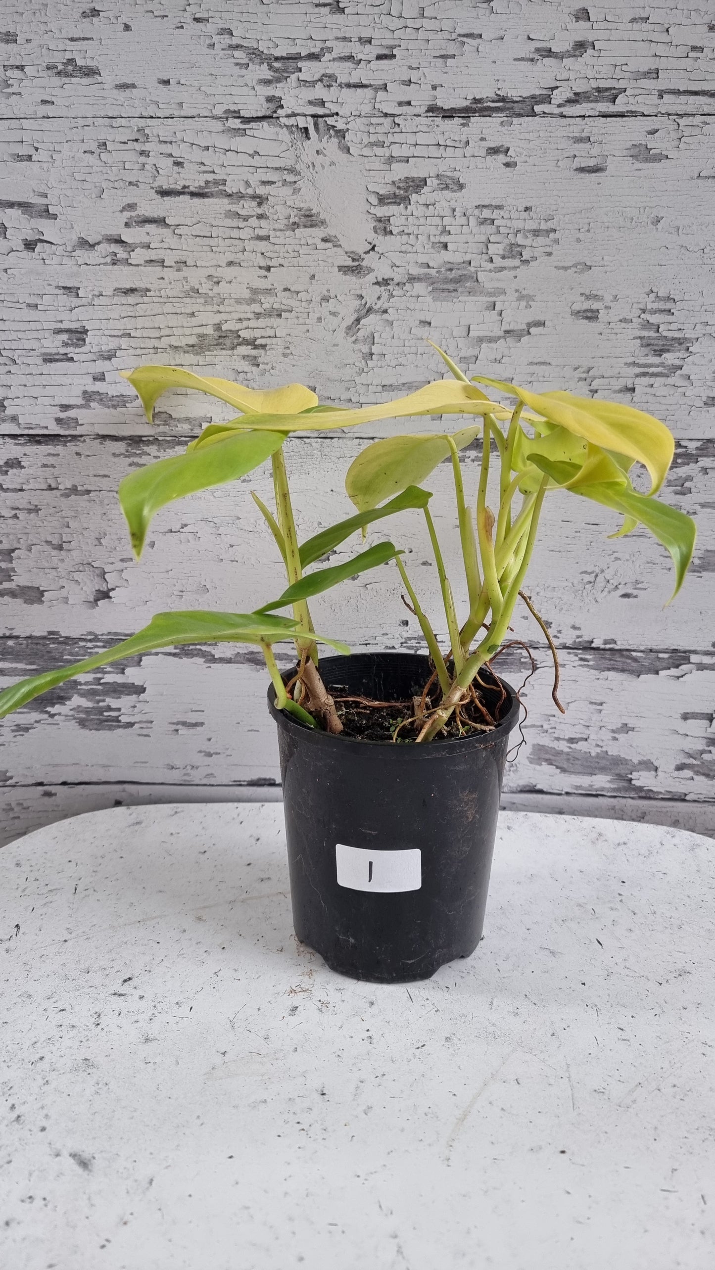 Philodendron bipennifolium aureum - Neon Horse Head Plant