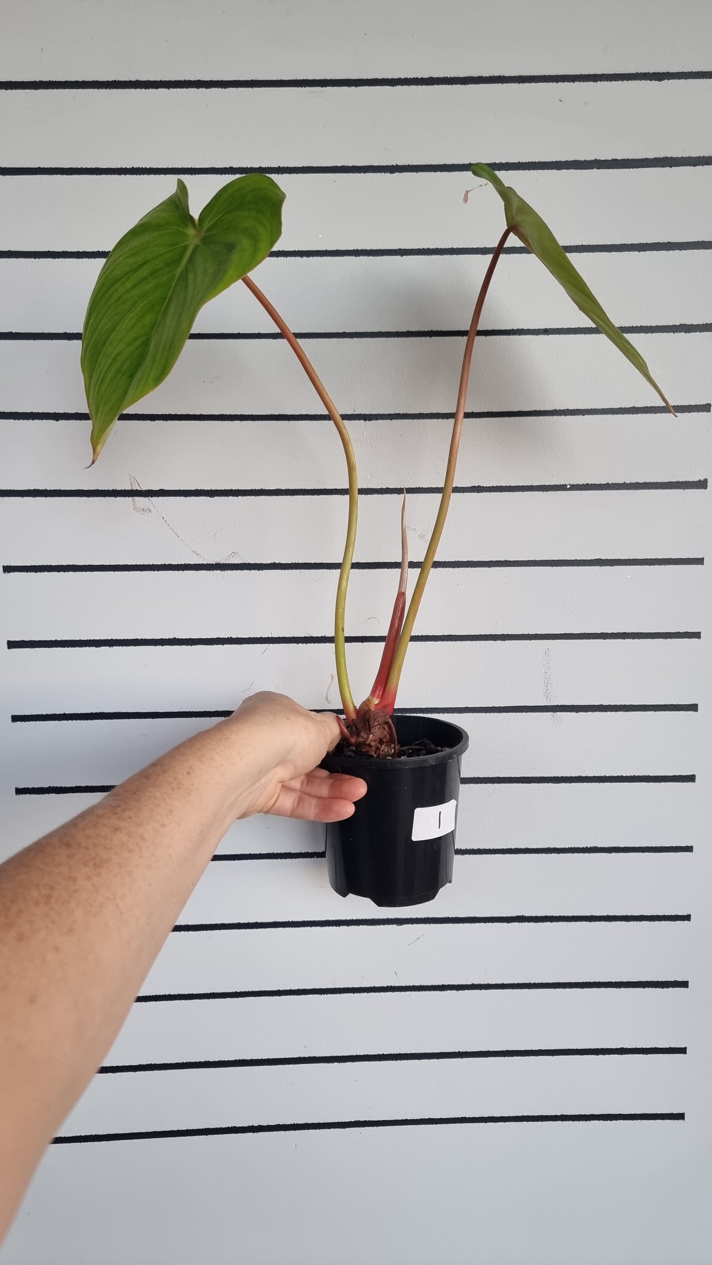Philodendron NOID 'TC pastazanum silver'
