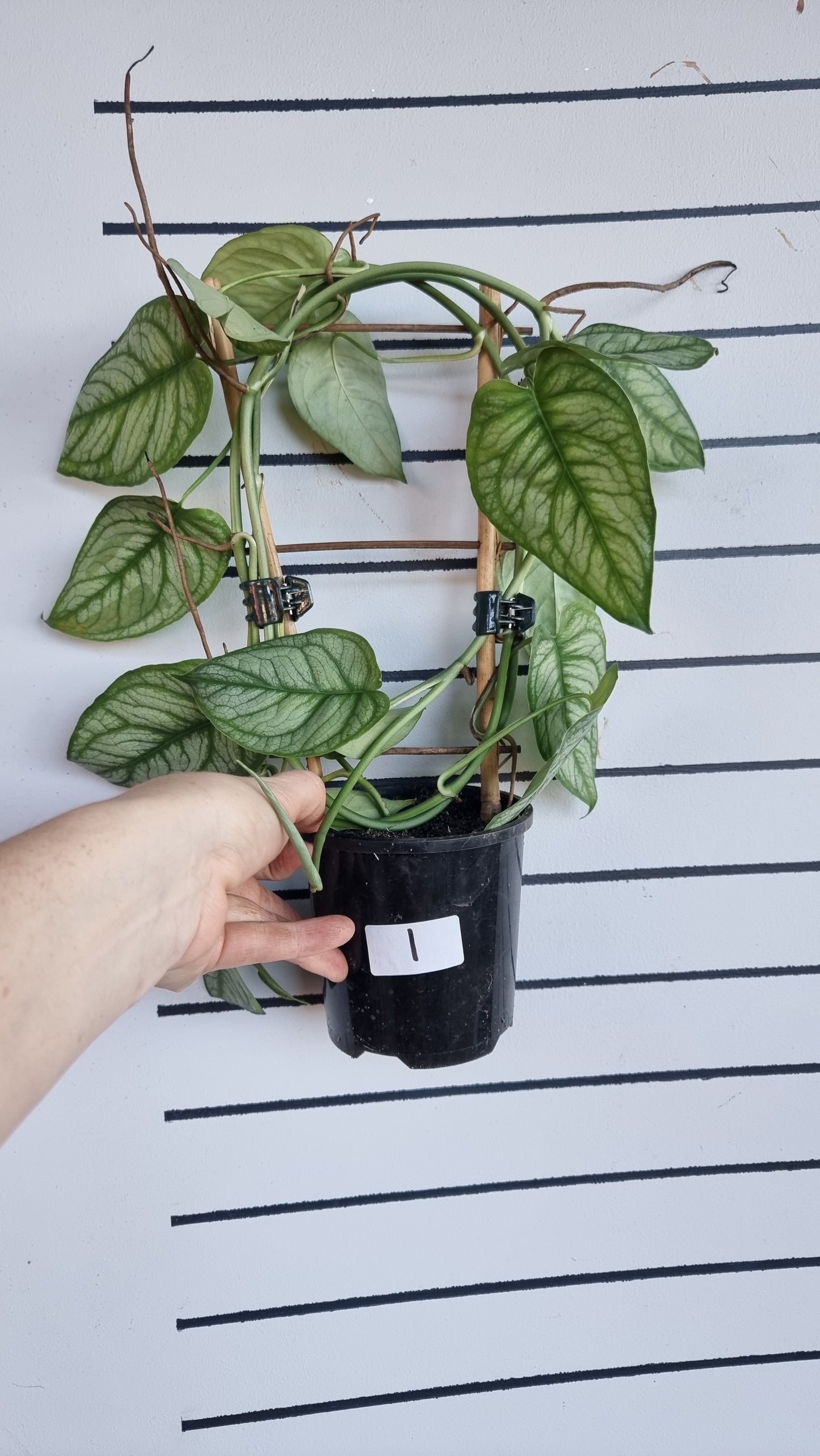 Monstera siltepecana 'El Salvador'
