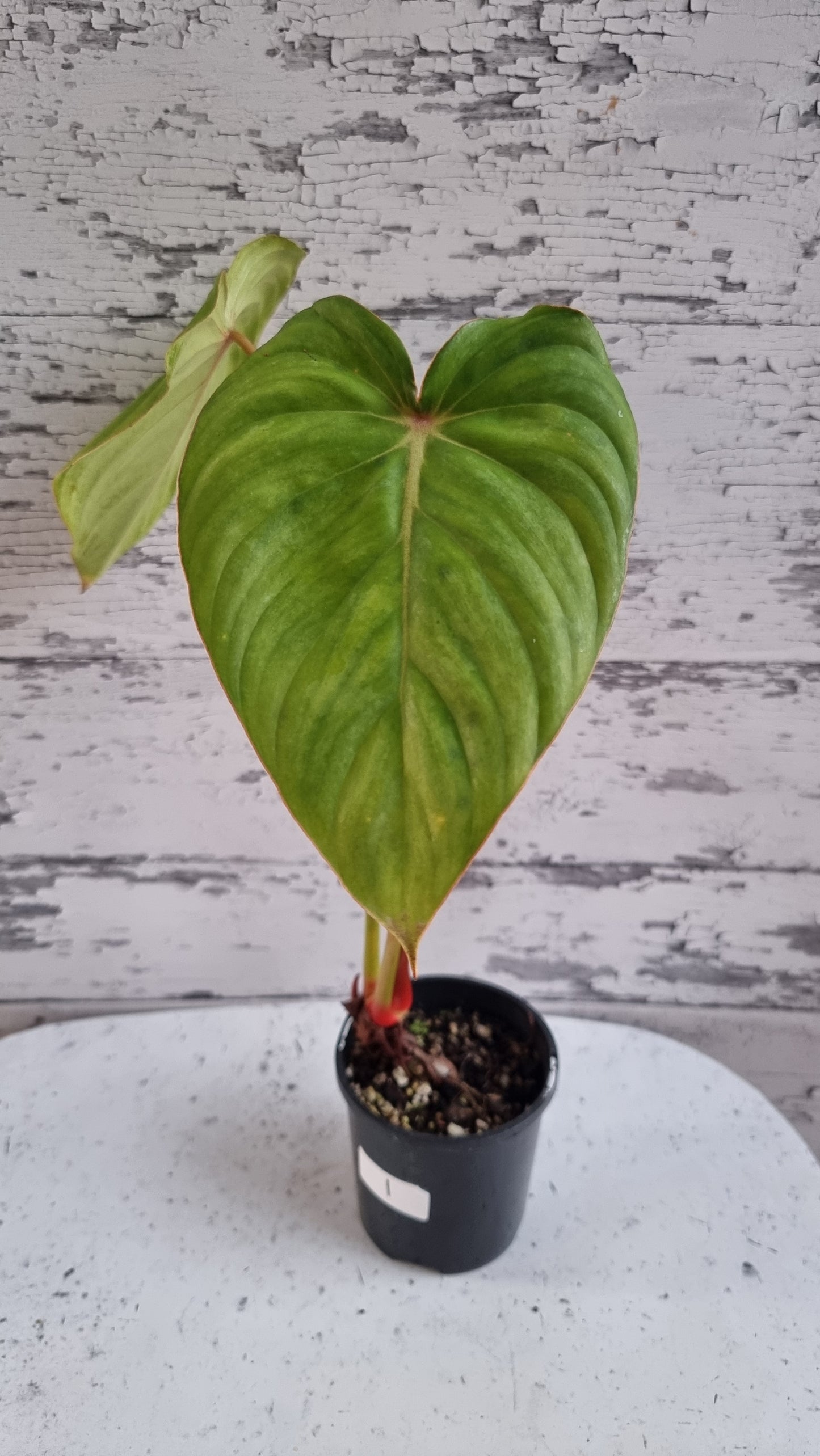 Philodendron NOID 'TC pastazanum silver'