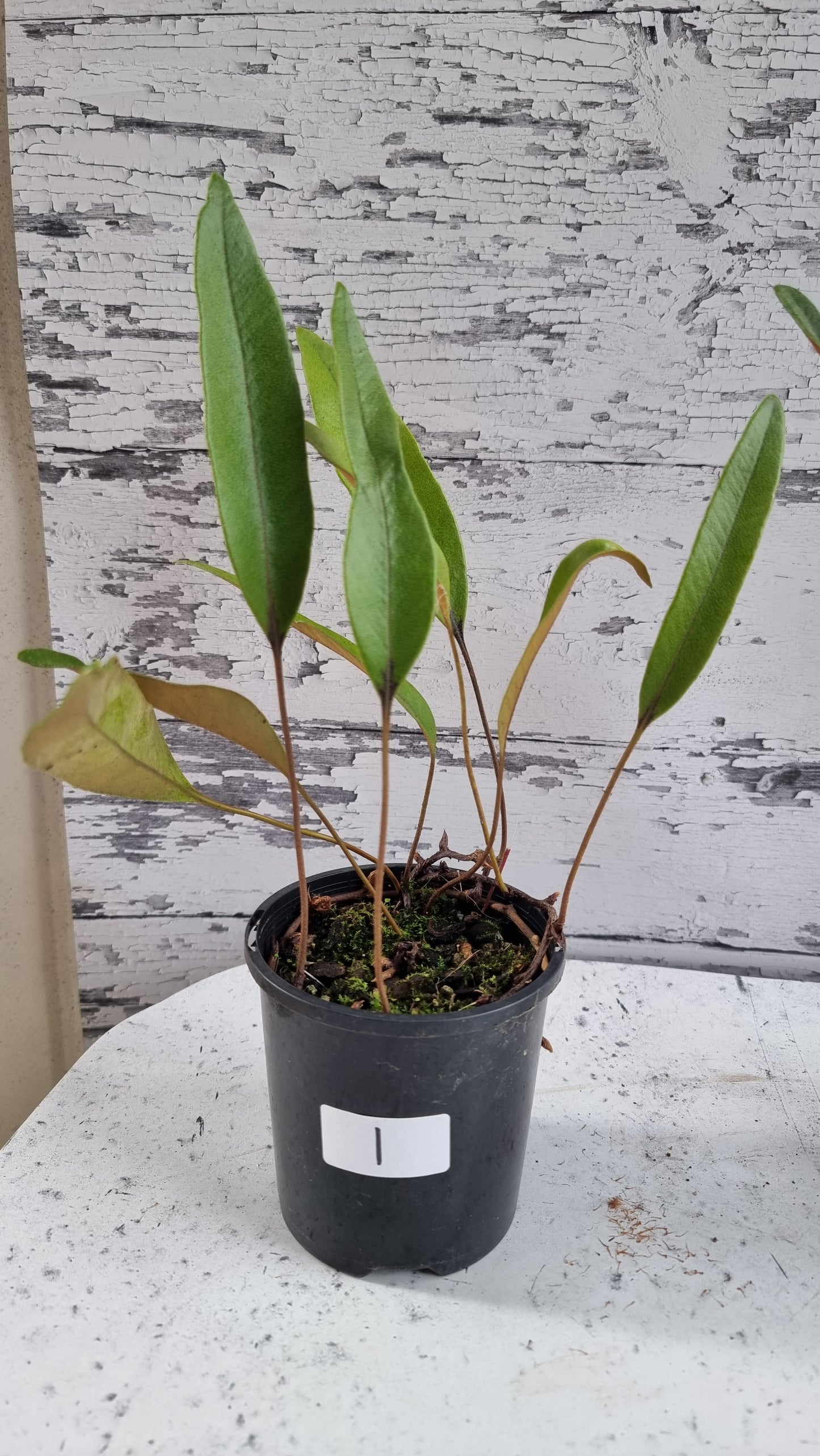 Pyrrosia lingua - Japanese Felt Fern
