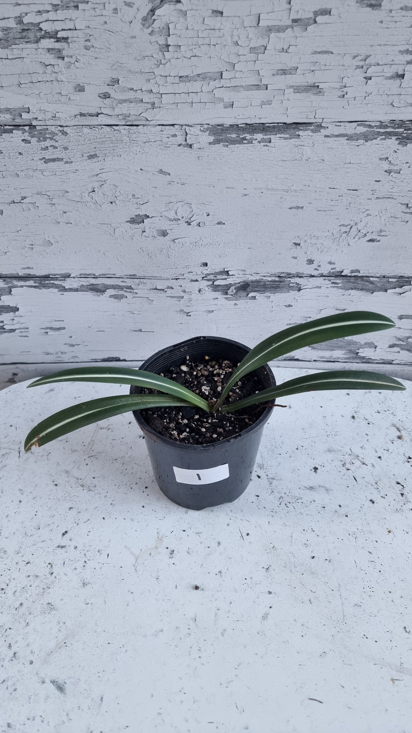 Hippeastrum striatifolium - Striped Amaryllis