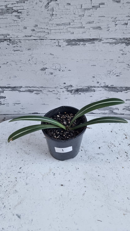 Hippeastrum striatifolium - Striped Amaryllis