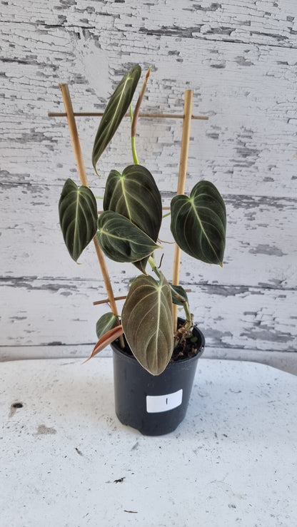 黑菊喜林芋