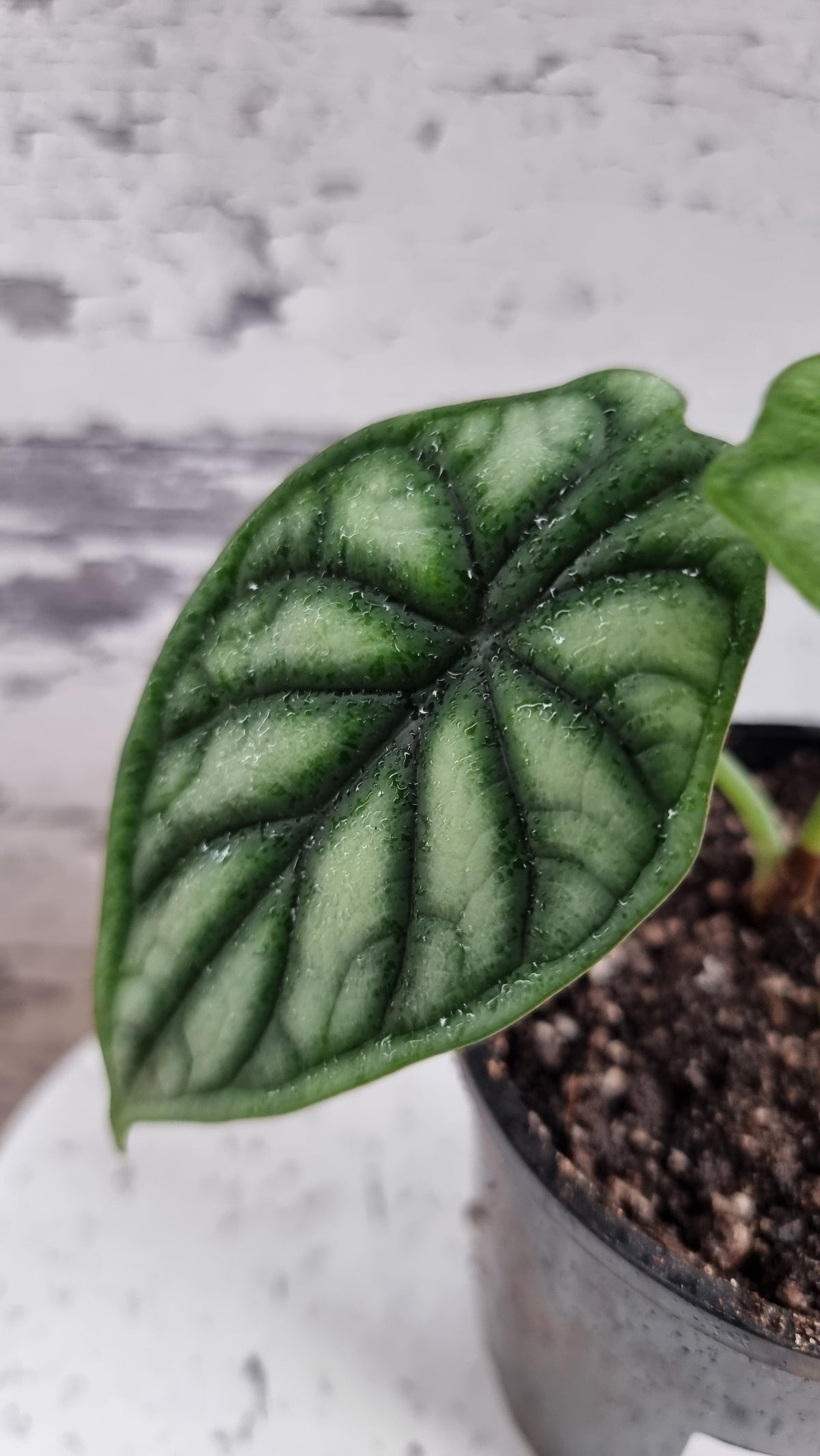 Alocasia baginda 'Black Dragon Scale' - Borneo