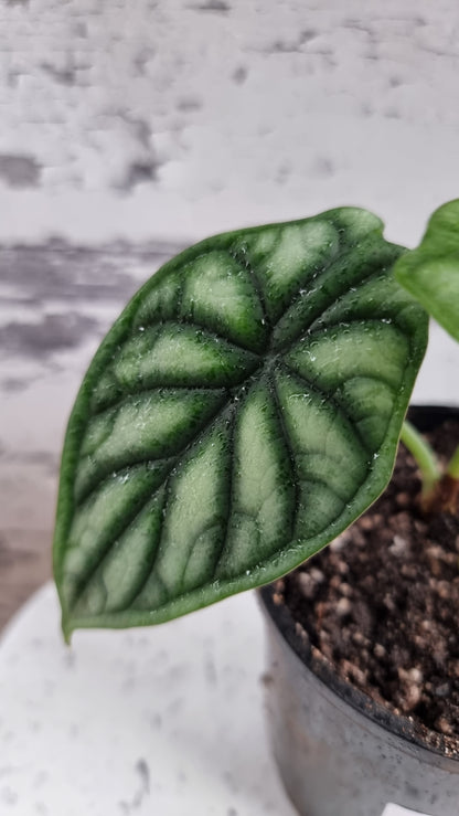 Alocasia baginda 'Black Dragon Scale' - Borneo