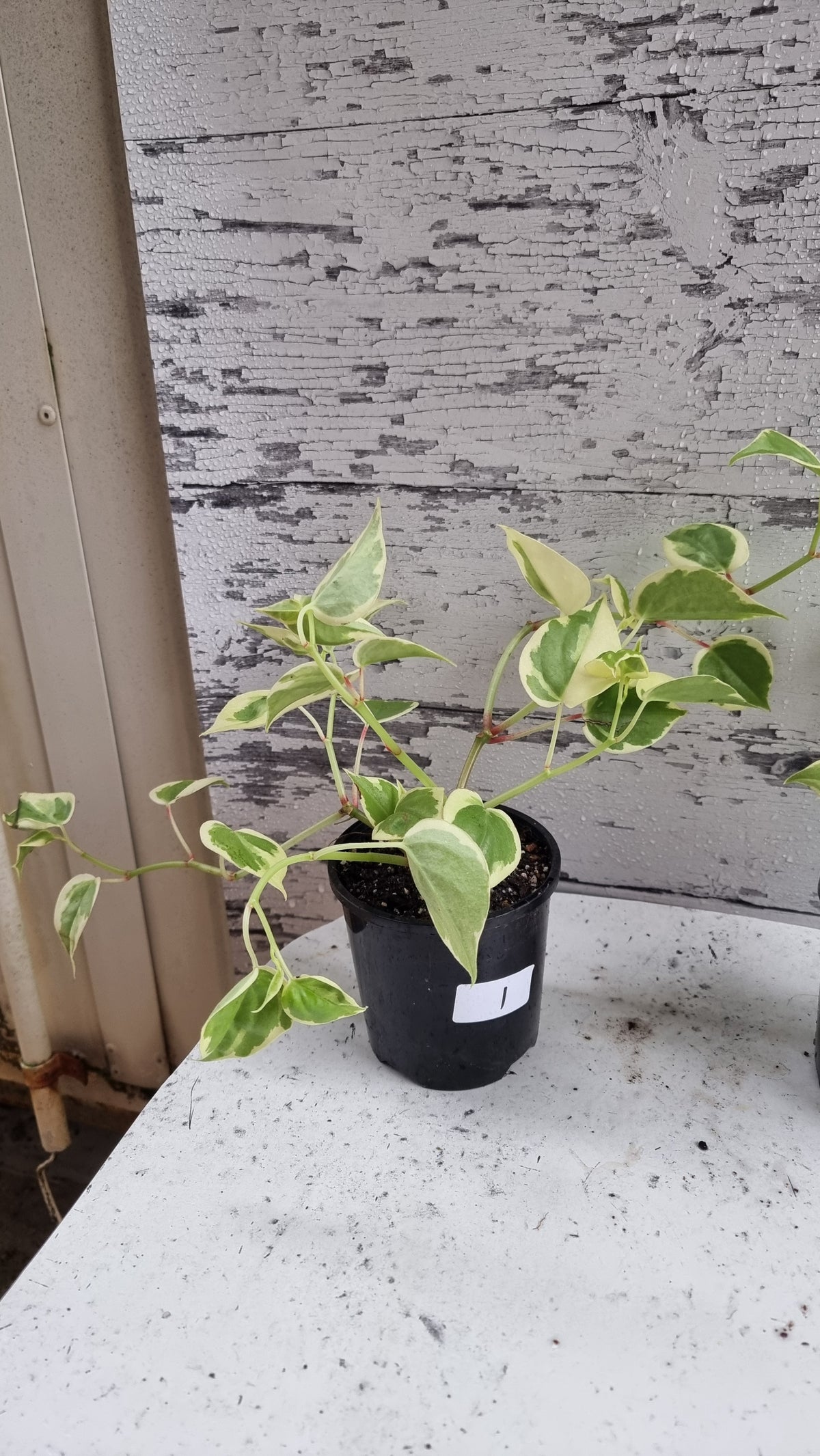 Peperomia scandens variegata - Heart Leaf Peperomia