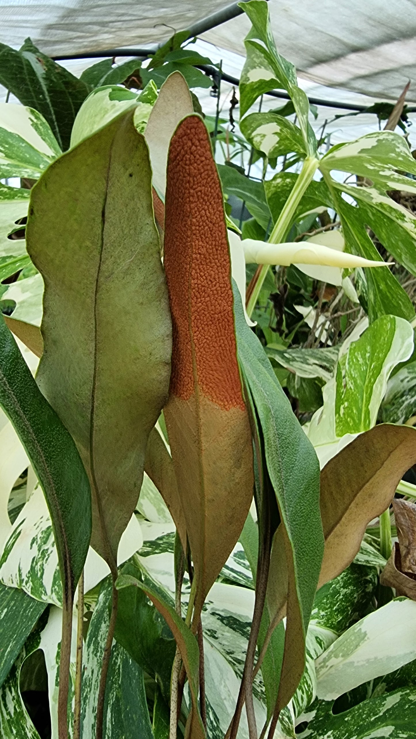 Pyrrosia lingua - Japanese Felt Fern