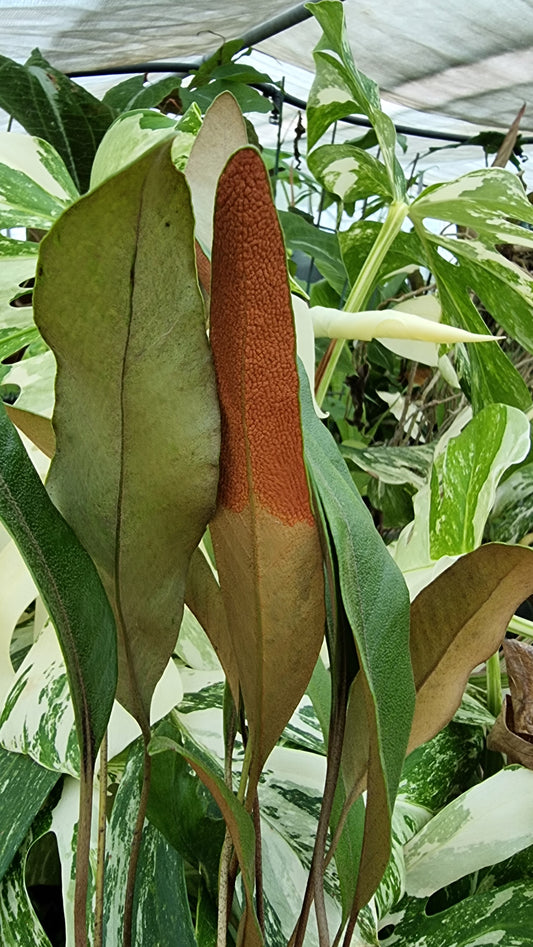 Pyrrosia lingua - Japanese Felt Fern