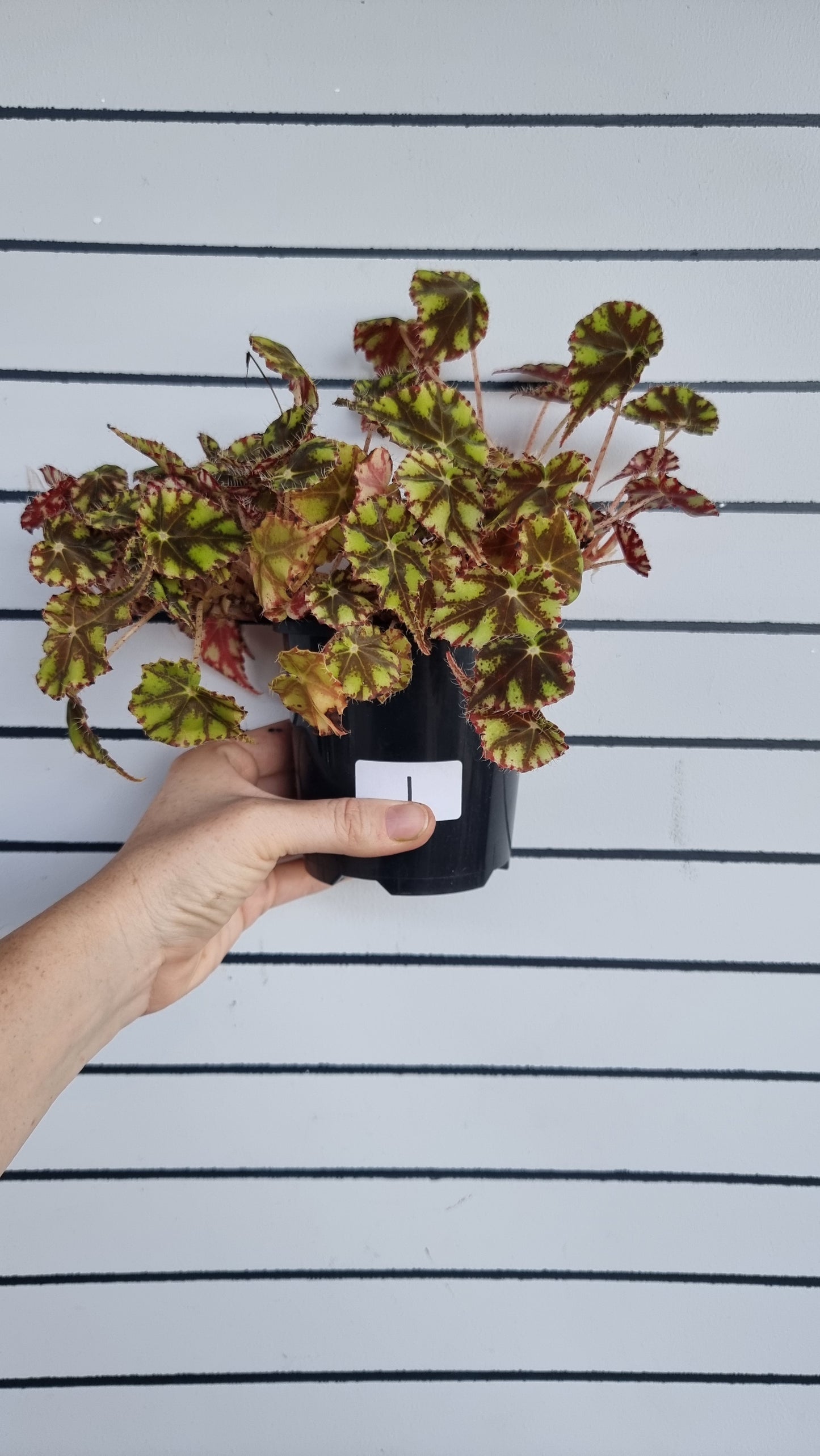 Begonia rex 'Tiger Paws' - Rhizomatous Eyelash Begonia