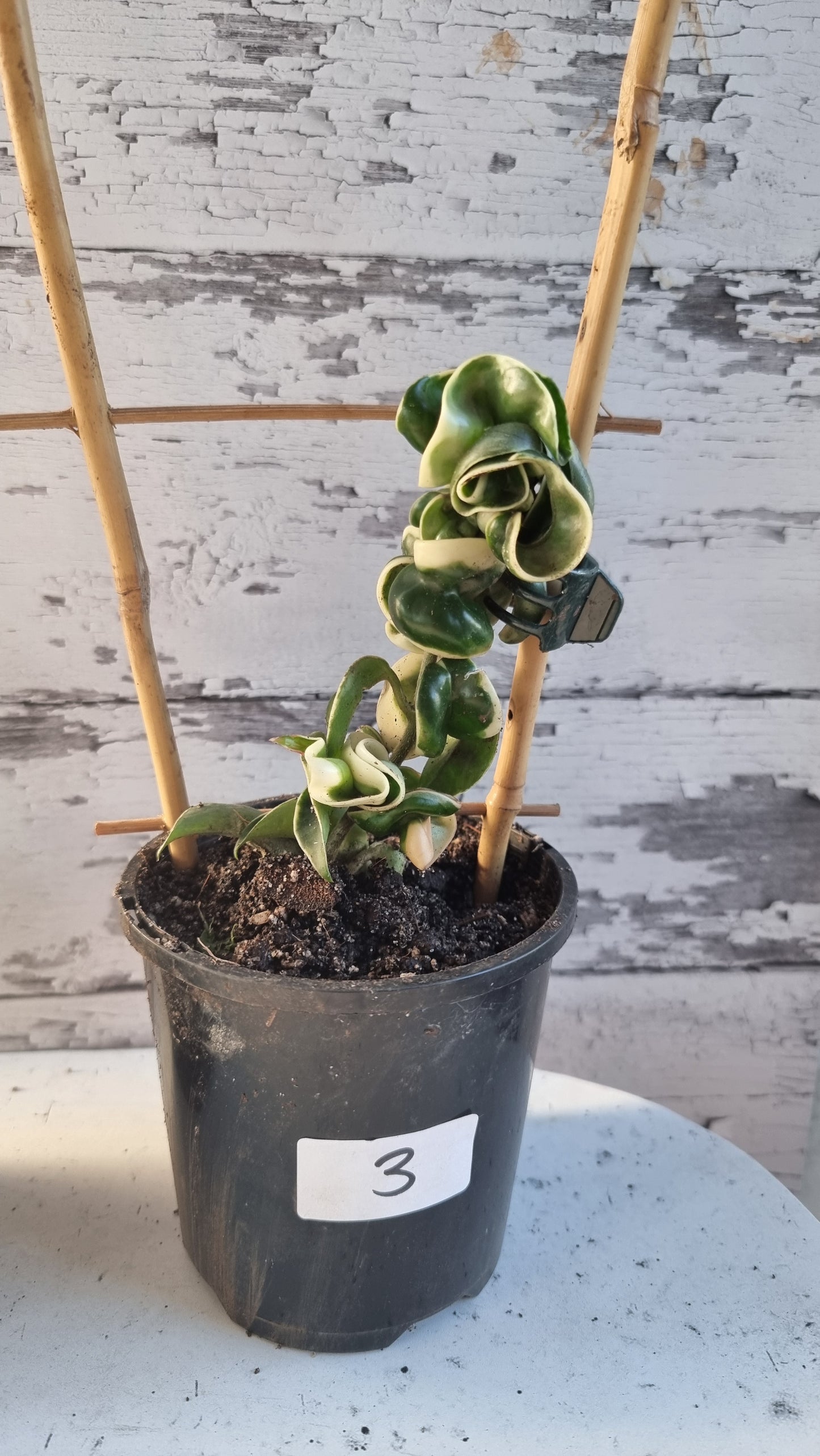 Hoya carnosa 'compacta variegata' -  Variegated Rope Hoya