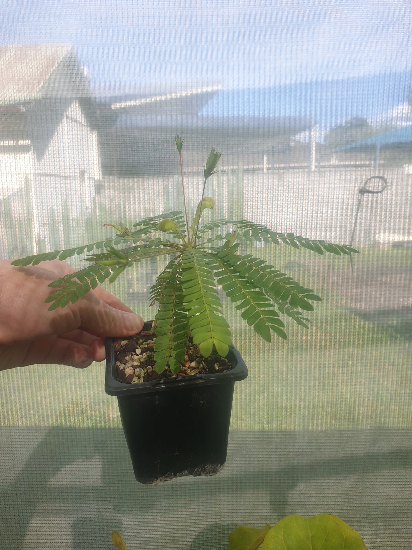 Biophytum sensitivum - Sensitive Tree