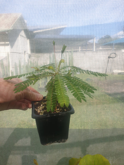 Biophytum sensitivum - Sensitive Tree