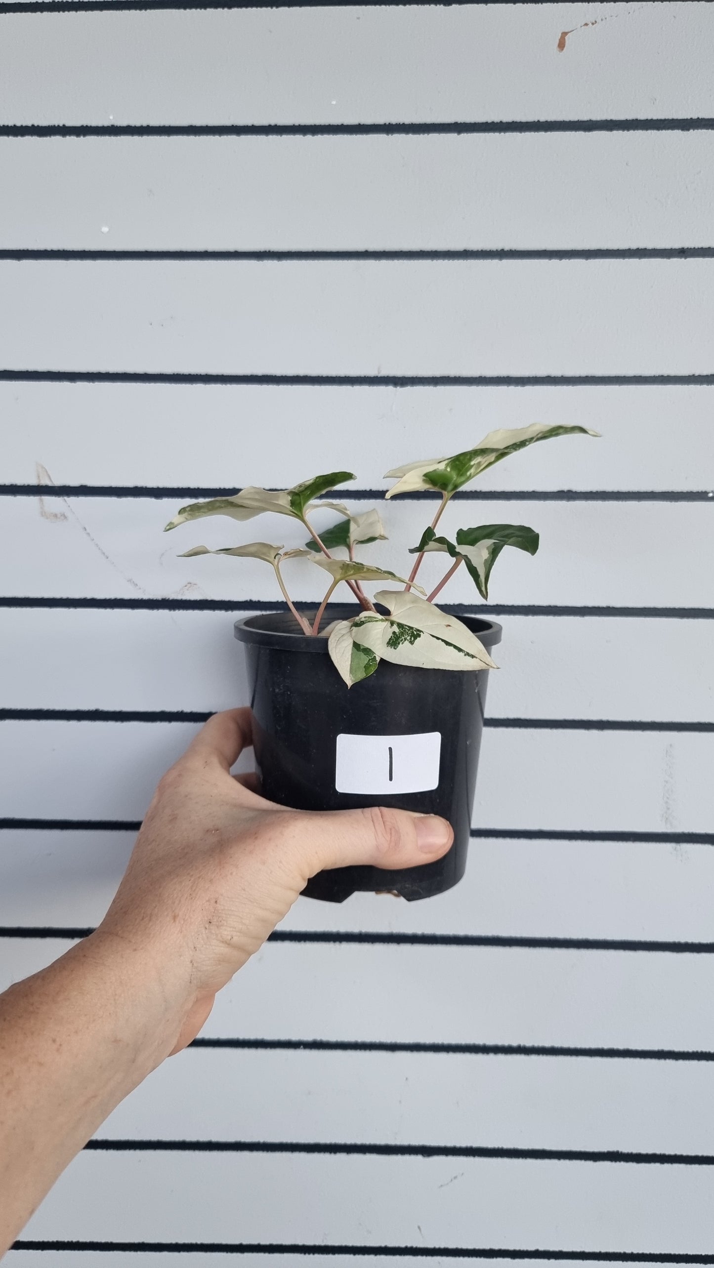 Syngonium podophyllum 'Fantasy' - Variegated Arrowhead Plant