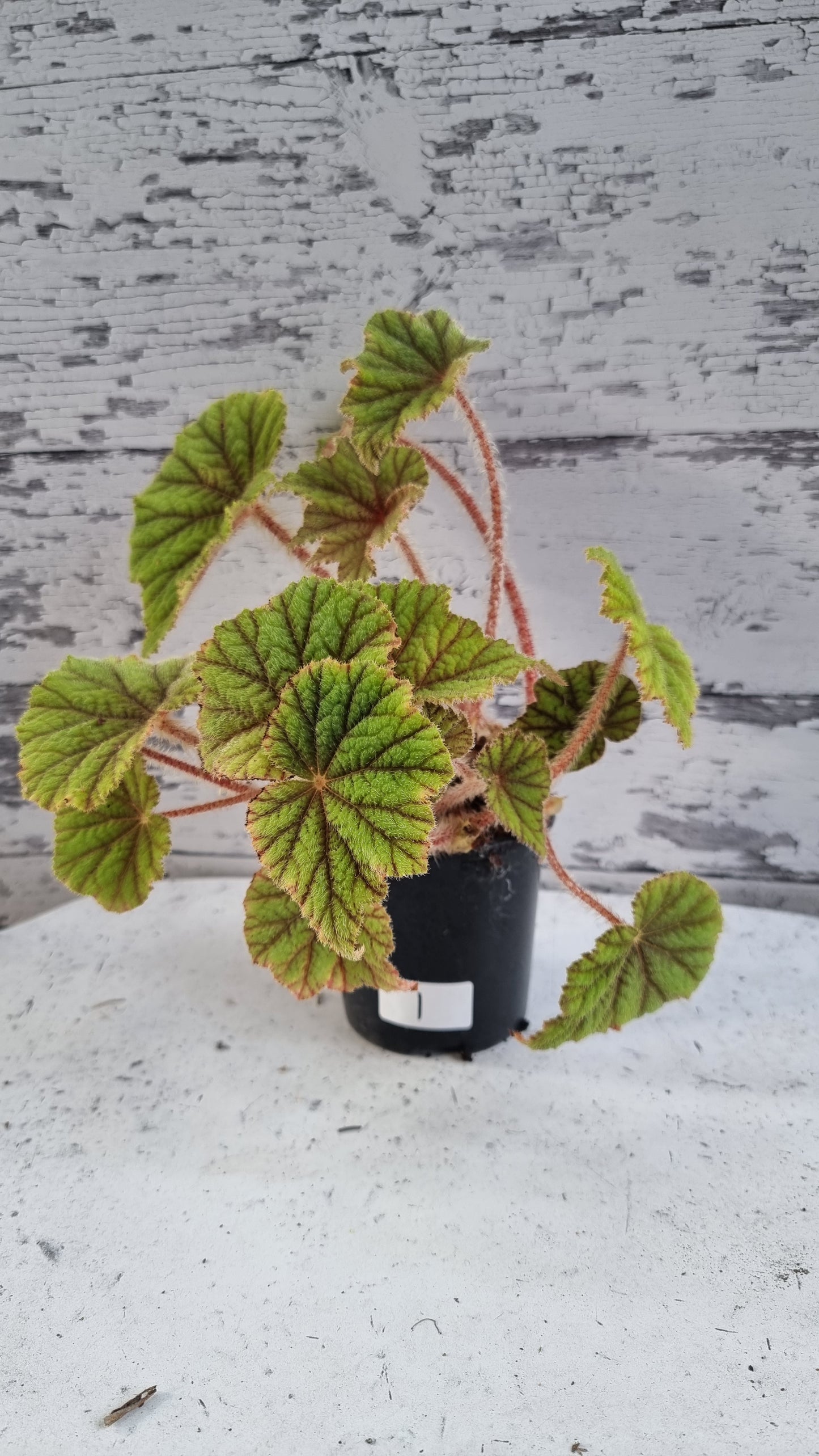 Begonia incarnata - Metallic Leaf Begonia
