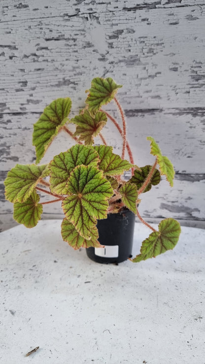 Begonia incarnata - Metallic Leaf Begonia