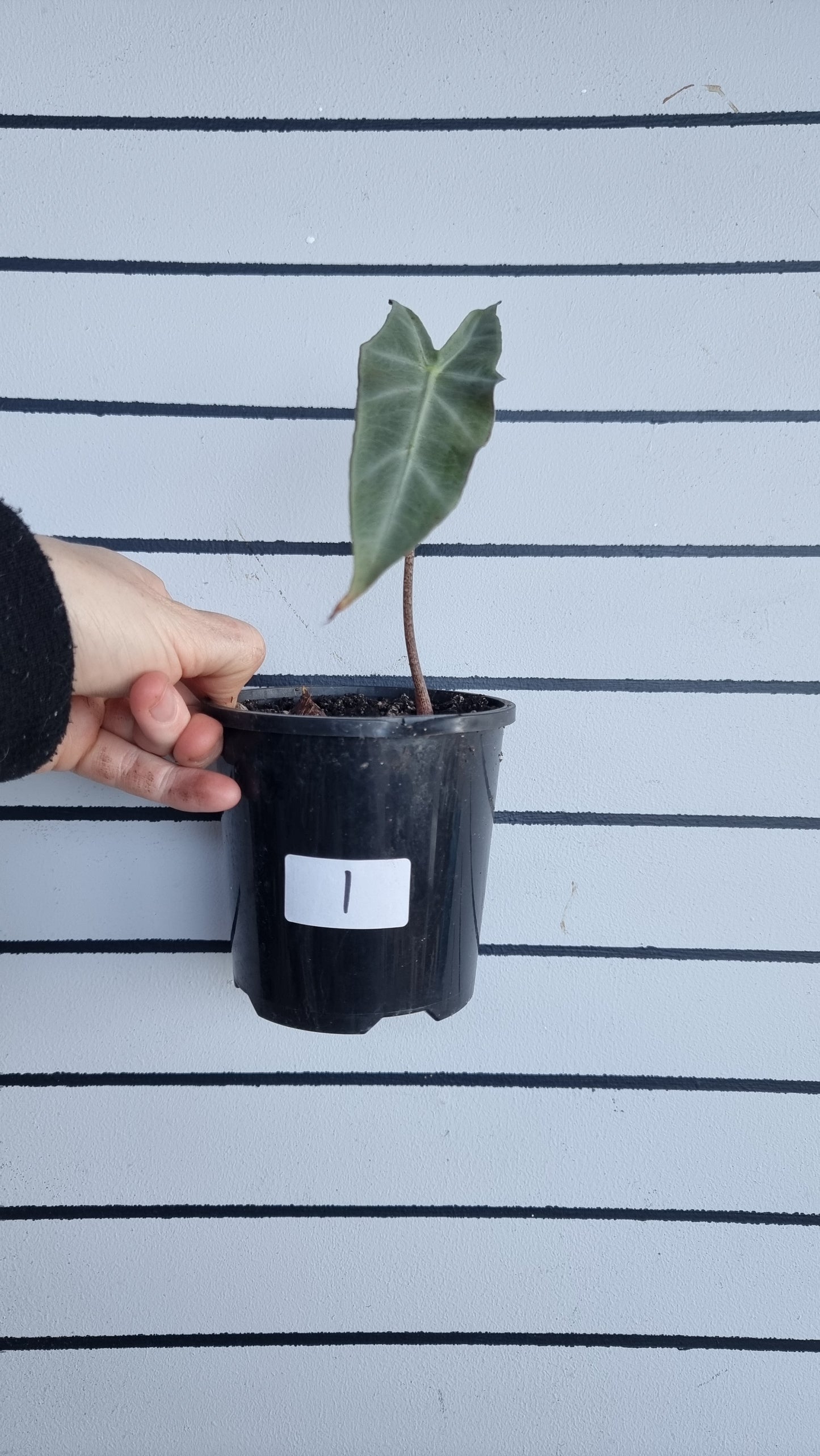 Alocasia longiloba 'Denudata' purple - Non TC