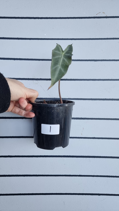 Alocasia longiloba 'Denudata' purple - Non TC