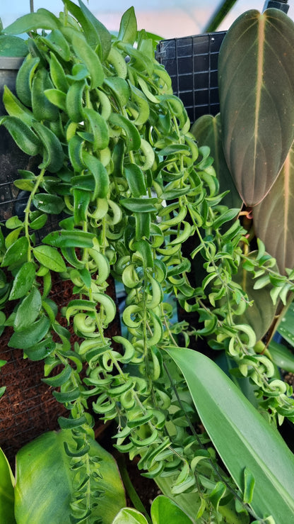 Aeschynanthus radicans 'Curly' - Lipstick Plant