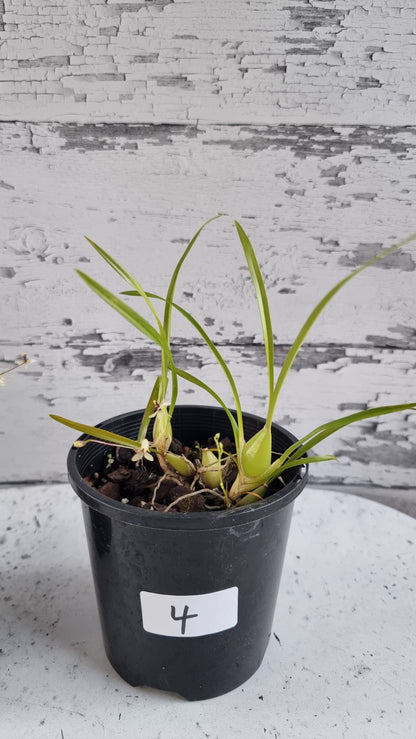 Gomesa (prev. Ornithophora) radicans - Miniature Orchid