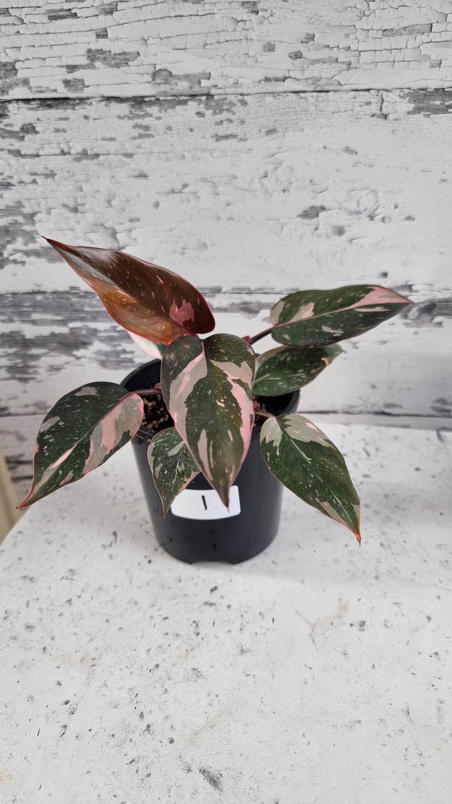 Philodendron erubescens 'Pink Galaxy'
