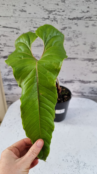 Anthurium ivanportillae - Tropical Aroid