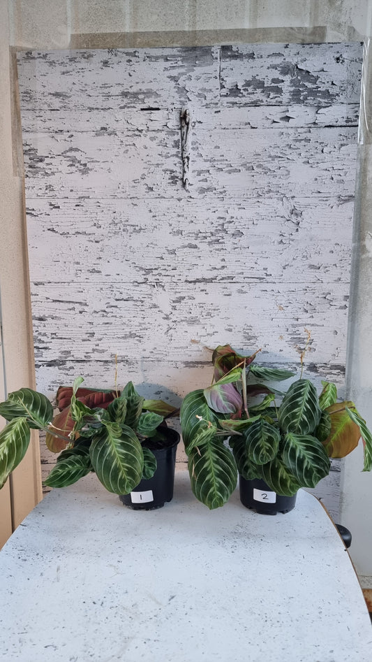 Maranta NoID 'Cat Moustache'