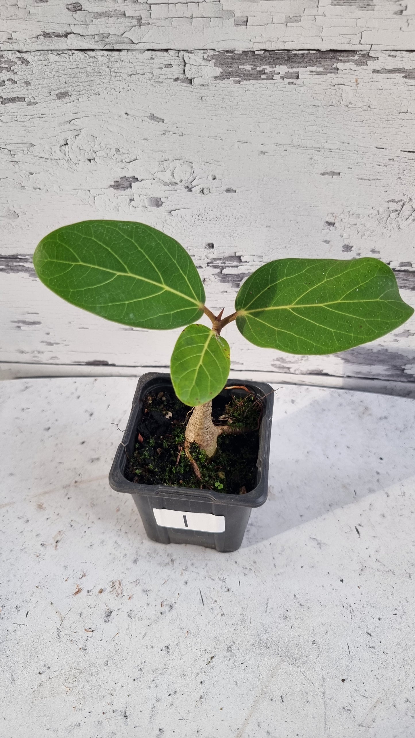 Ficus benghalensis ‘Audrey’ - Strangler Fig