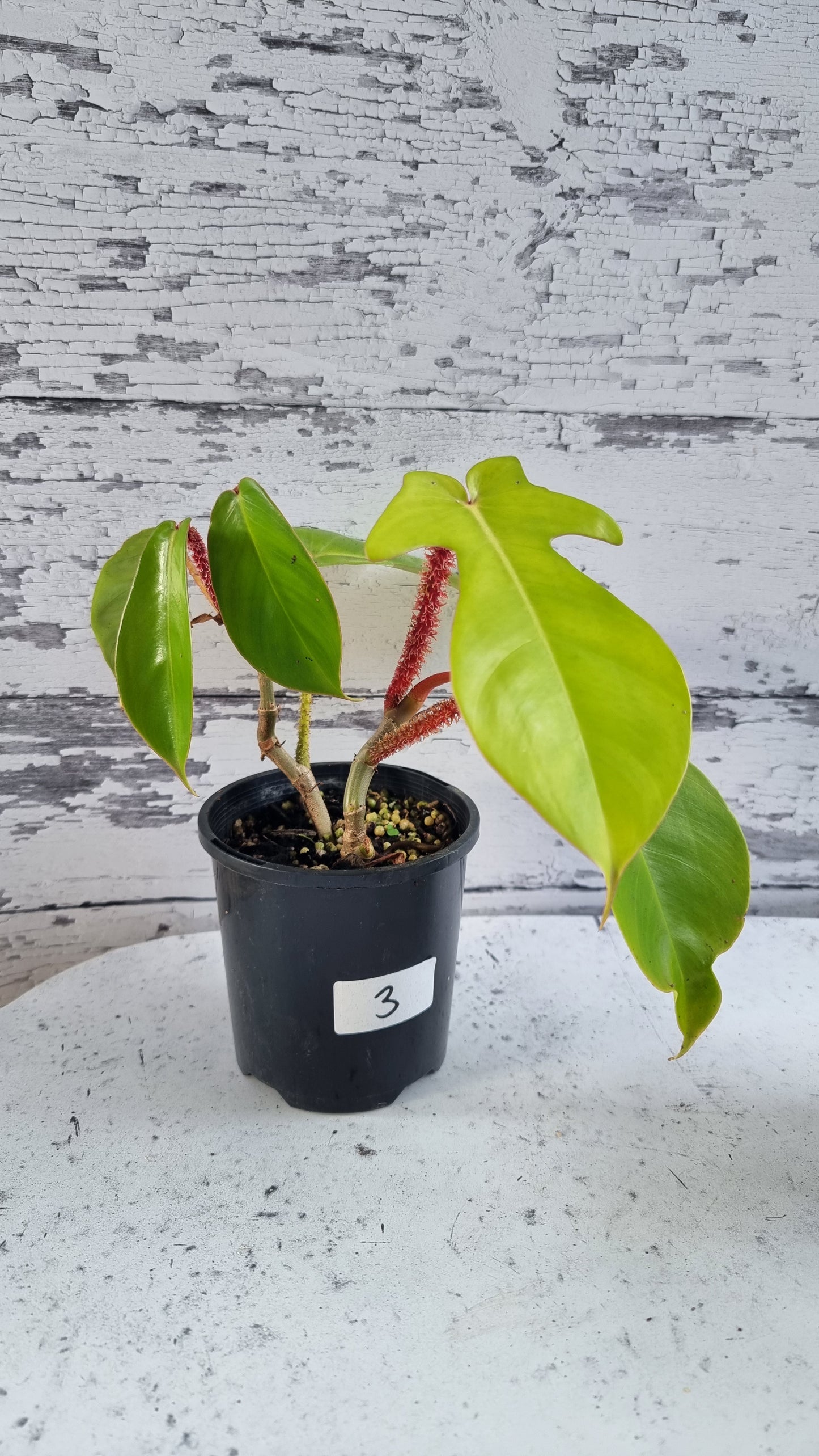 喜林芋