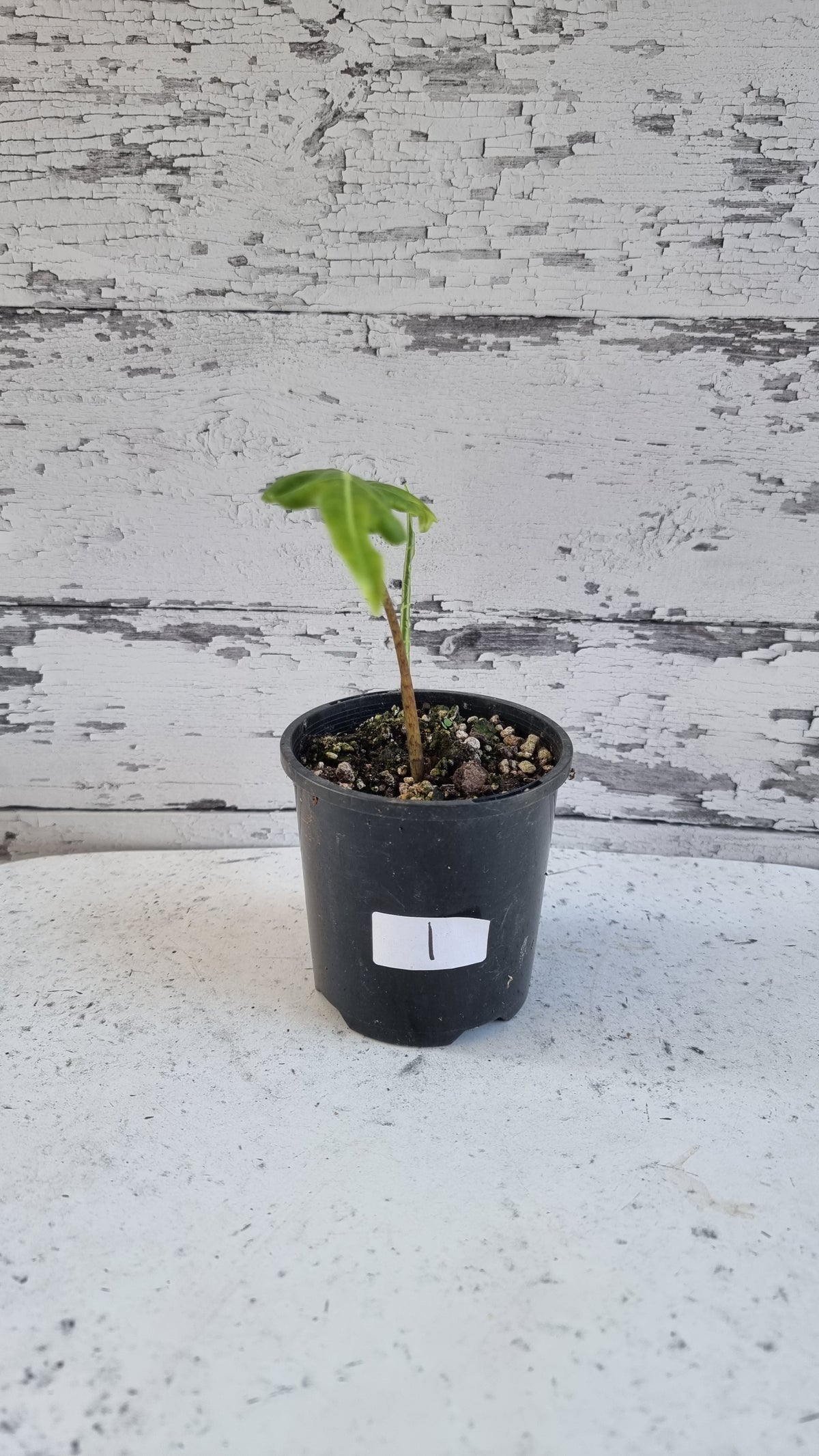 Alocasia portei - Malaysian Monster