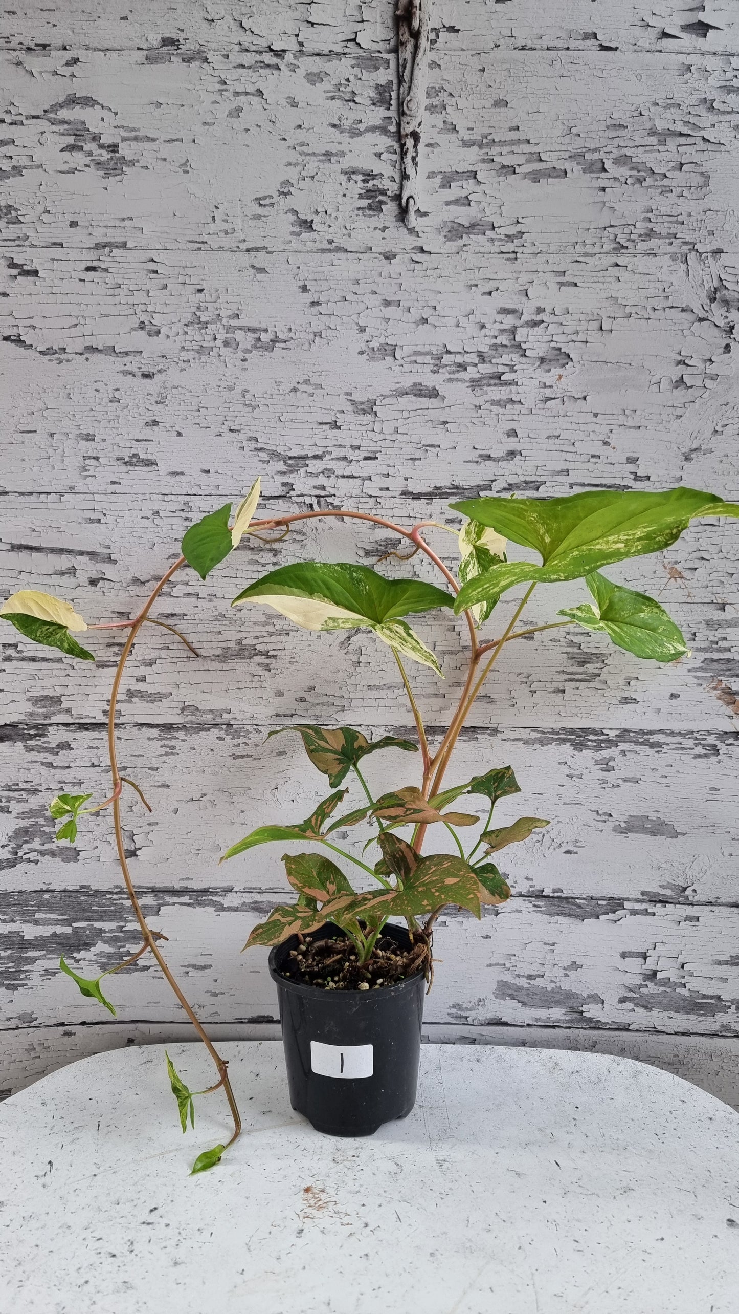 Syngonium podophyllum 'Red Spot' - Arrowhead Plant