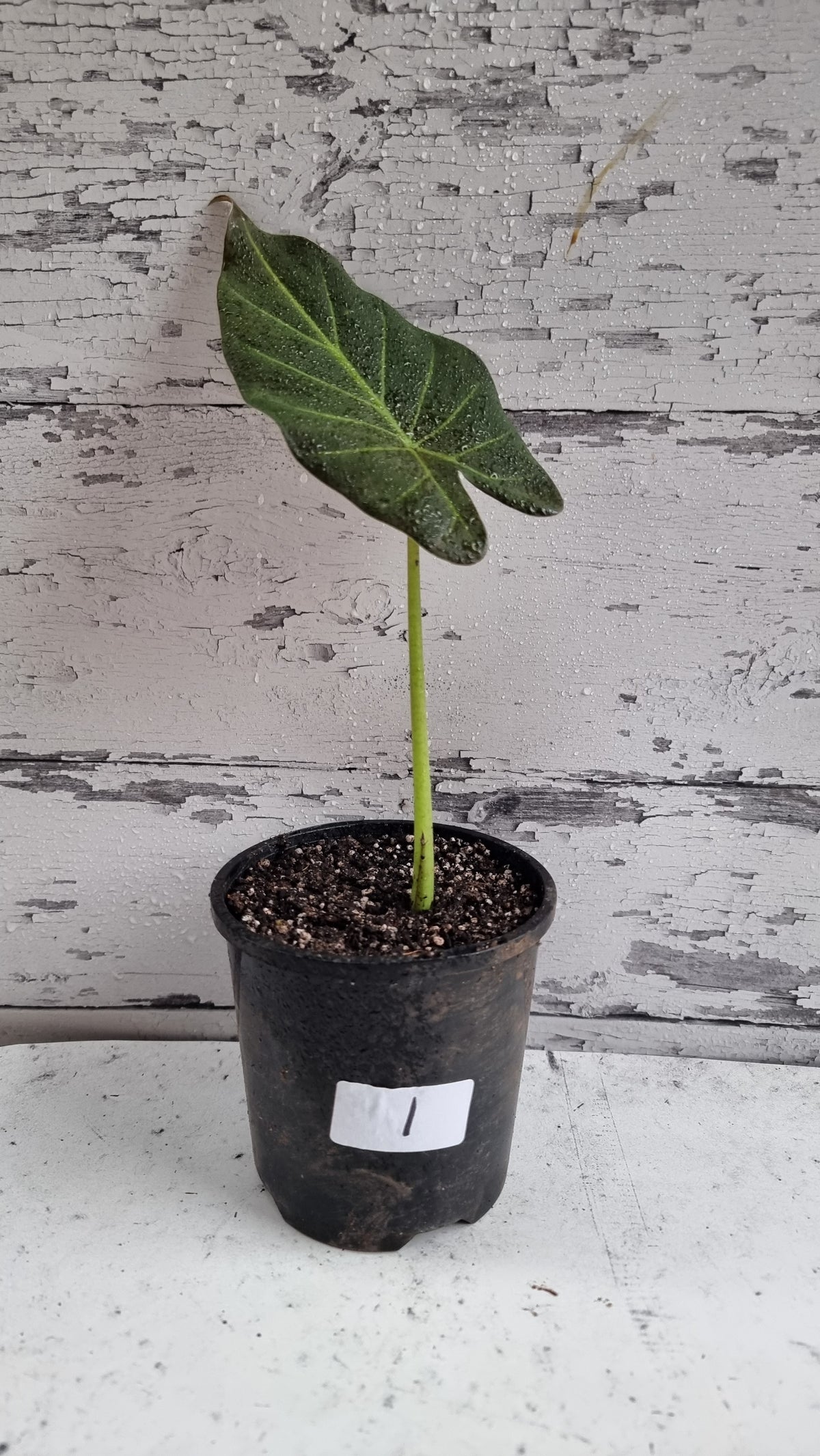 Alocasia 'Regal Shield' - Elephant Ear