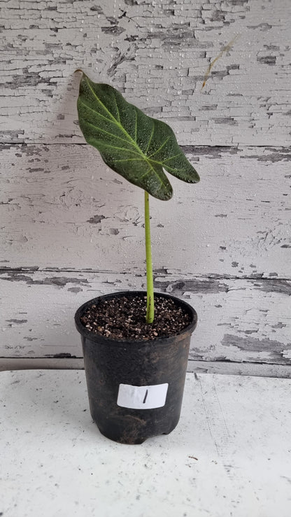 Alocasia 'Regal Shield' - Elephant Ear