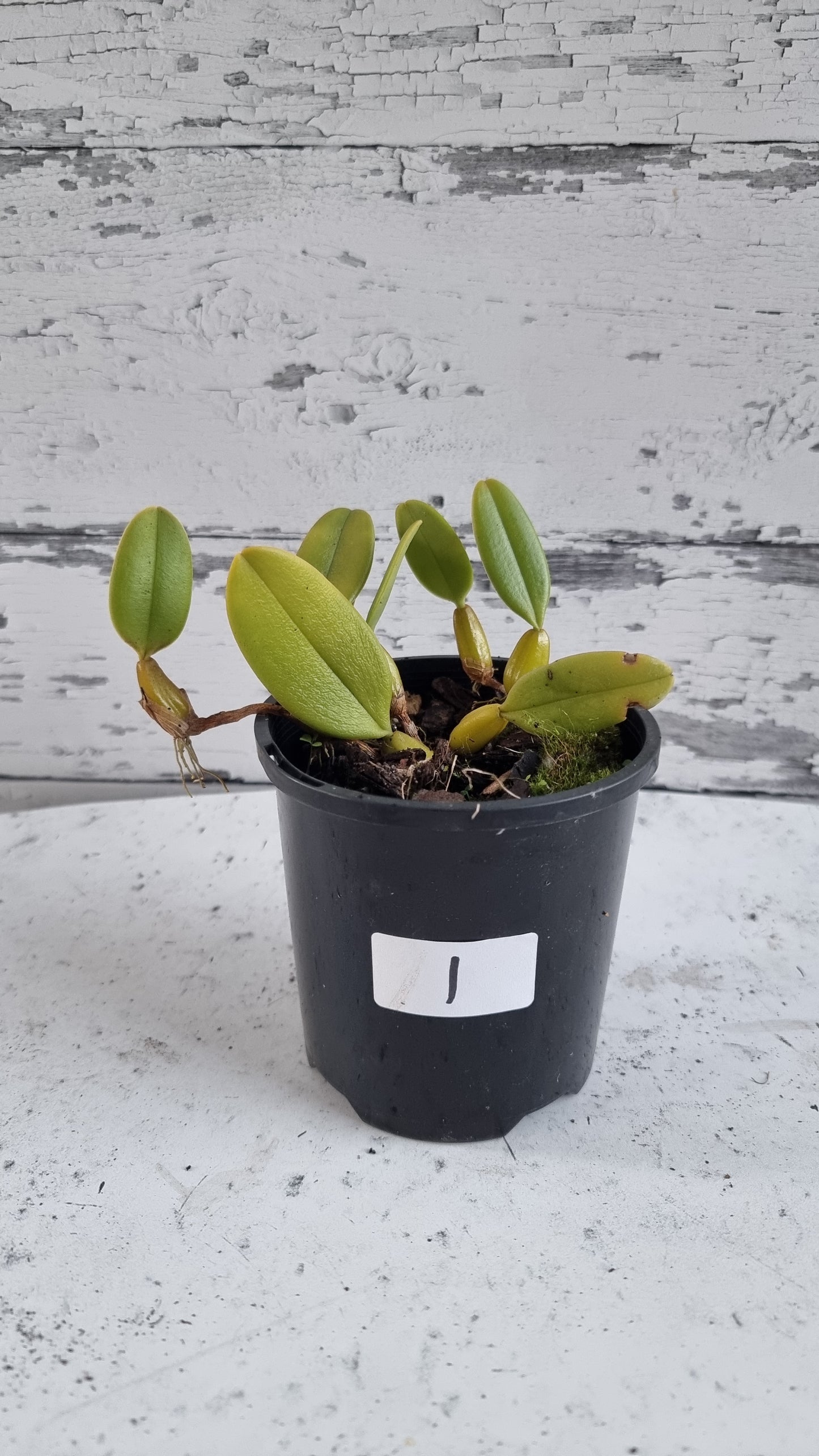 Bulbophyllum x 'Sheryl Kurizaki' - Orchid Plant