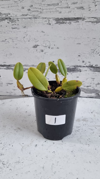Bulbophyllum x 'Sheryl Kurizaki' - Orchid Plant