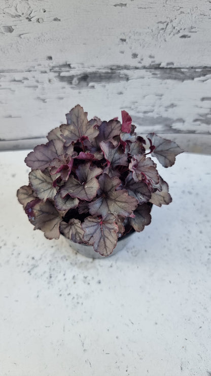 Heuchera 'Silver Jewel'